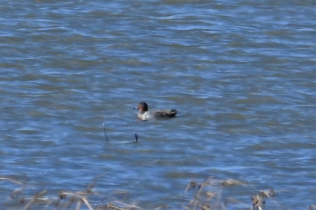 čírka obecná - ML646205005