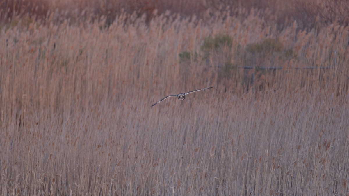 Short-eared Owl - ML646205008