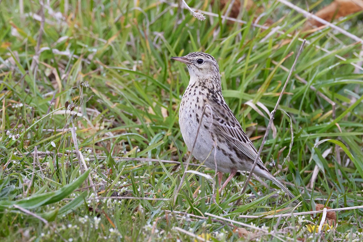 Correndera Pipit - ML646205009