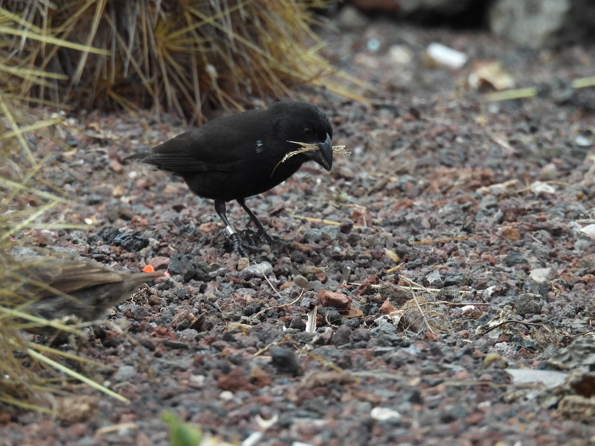 Large Ground-Finch - ML646205015