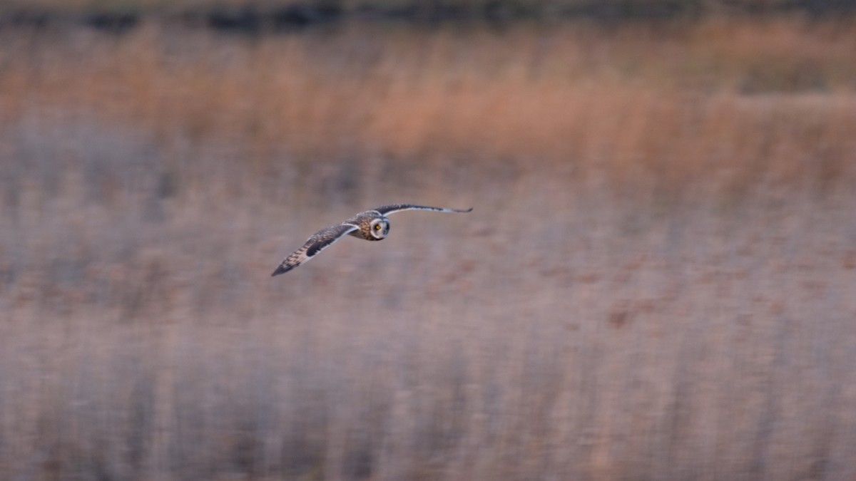 Short-eared Owl - ML646205016