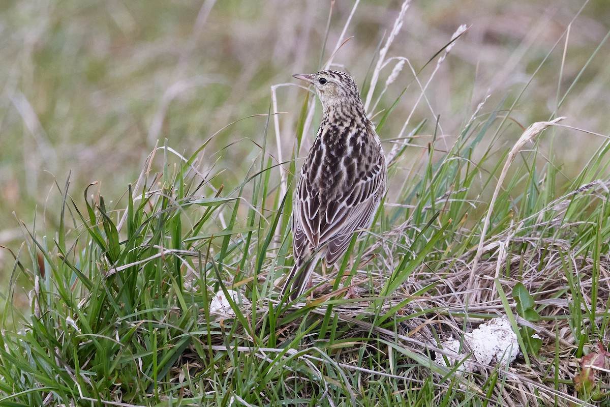 Correndera Pipit - ML646205017