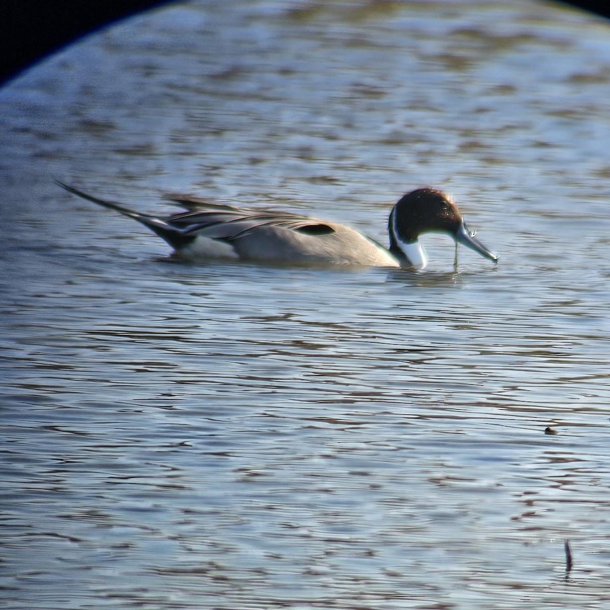 Northern Pintail - ML646205019
