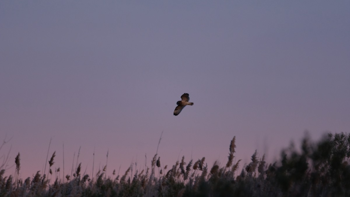 Short-eared Owl - ML646205022