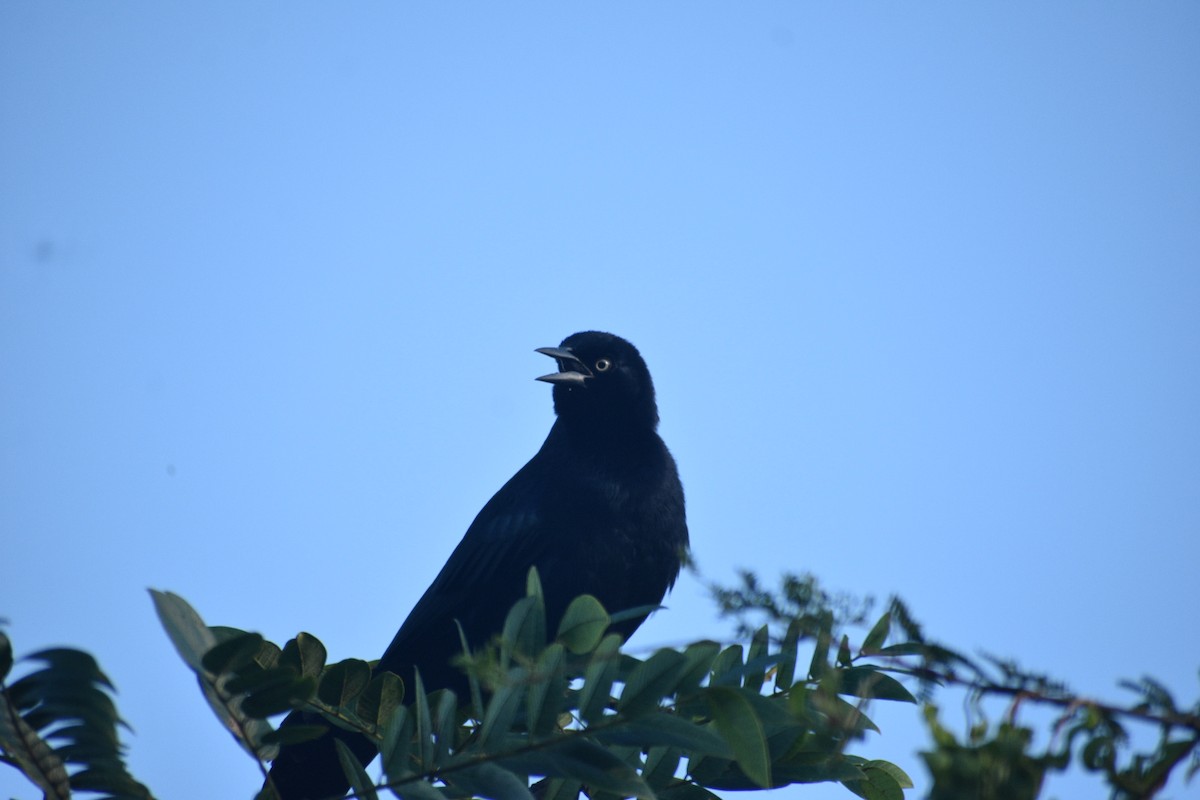Greater Antillean Grackle - ML646205028
