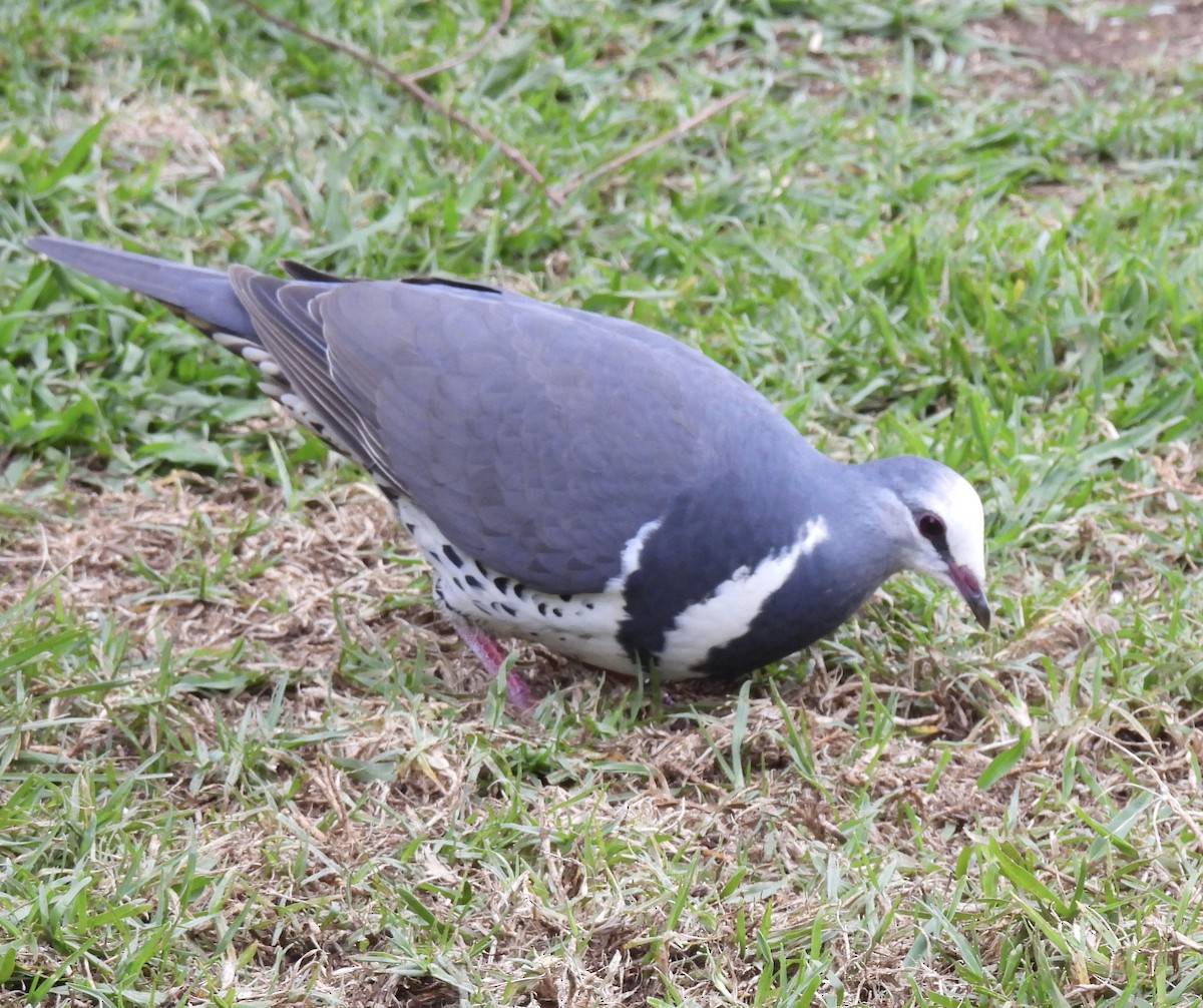 Wonga Pigeon - ML646205029