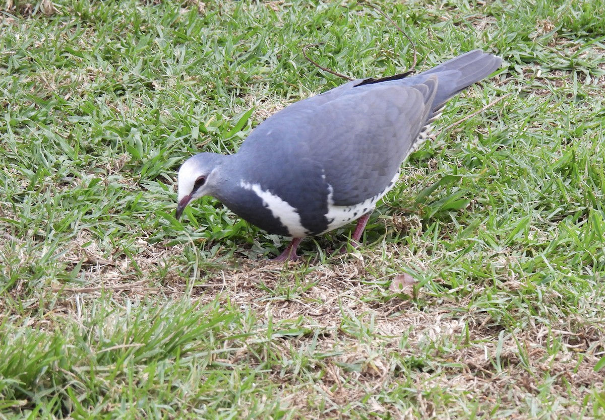 Wonga Pigeon - ML646205030