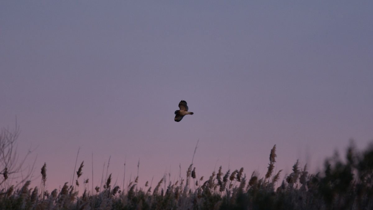 Short-eared Owl - ML646205031