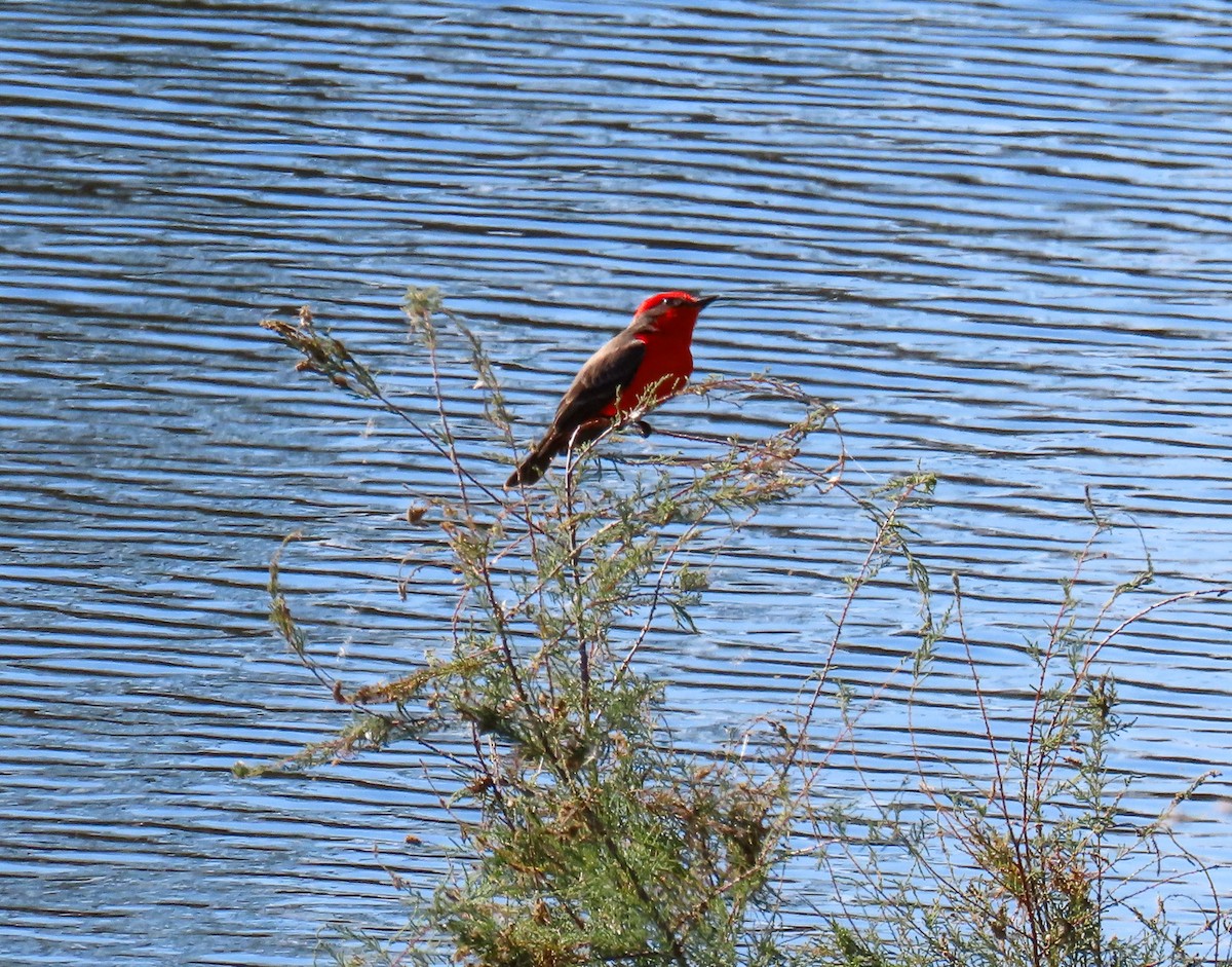 Vermilion Flycatcher - ML646205033