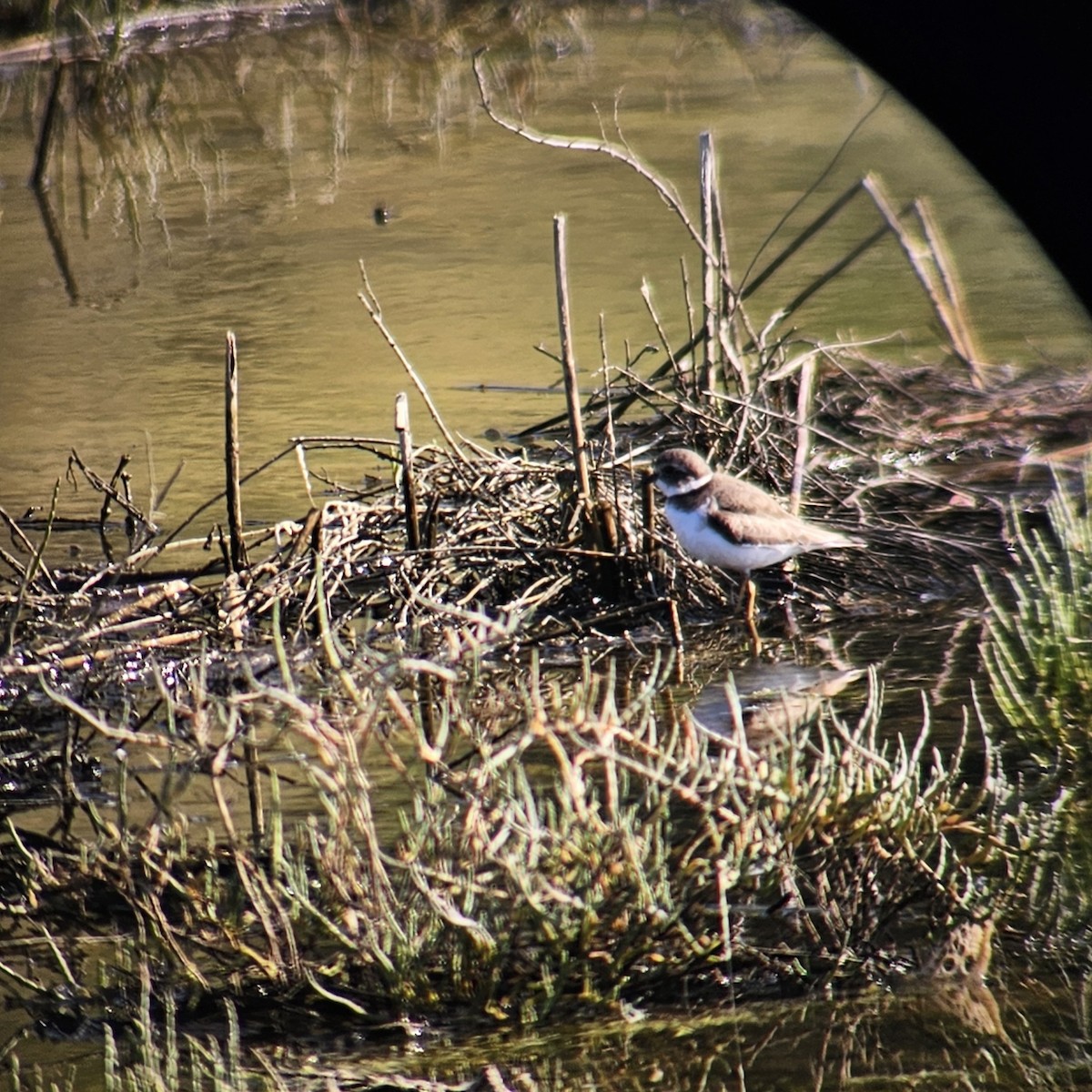 Semipalmated Plover - ML646205035