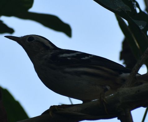 Black-and-white Warbler - ML646205036