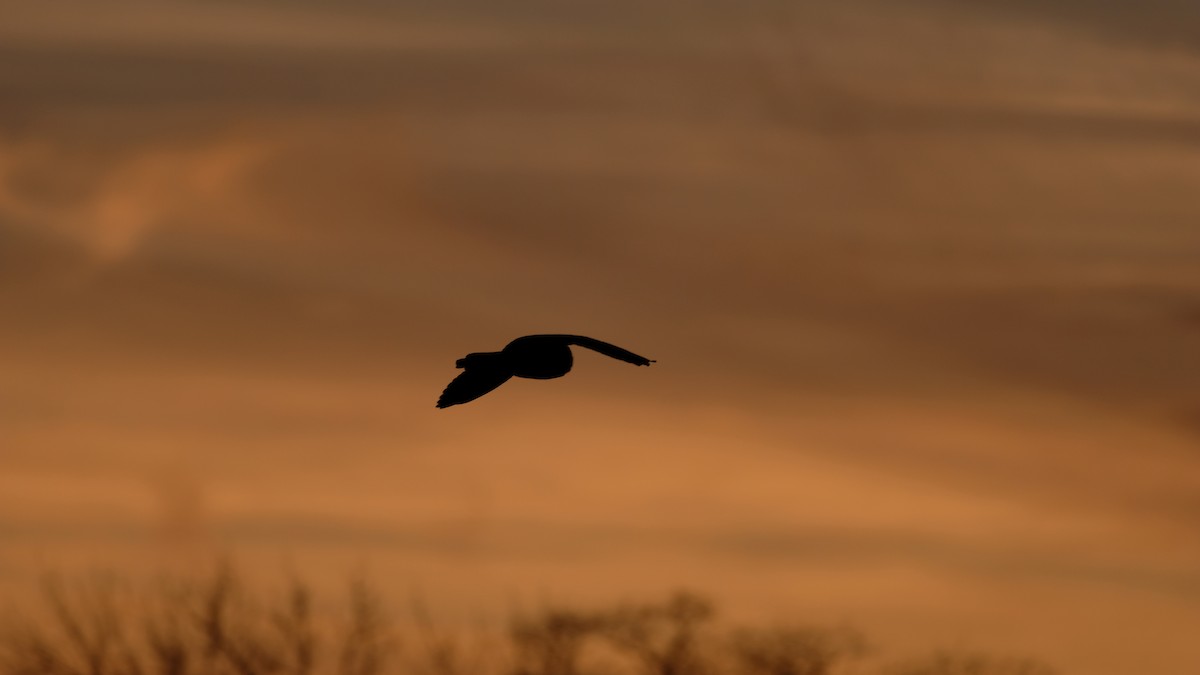 Short-eared Owl - ML646205038