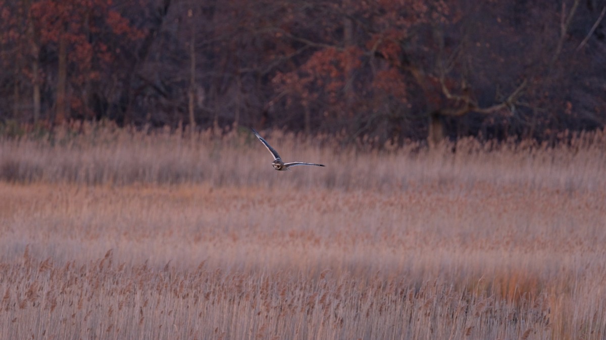 コミミズク - ML646205040