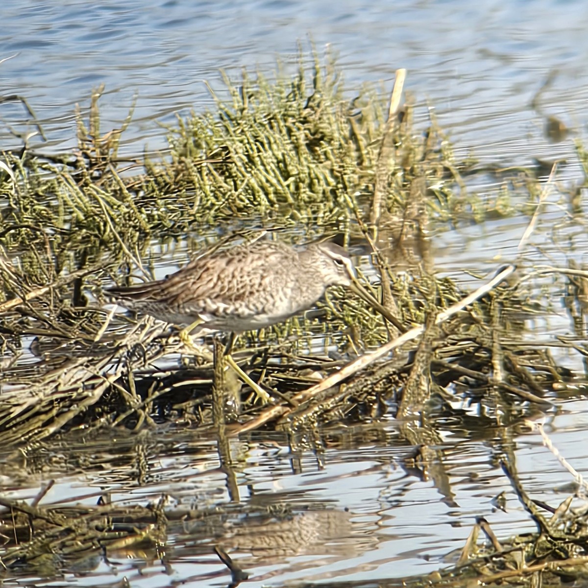 オオハシシギ - ML646205043