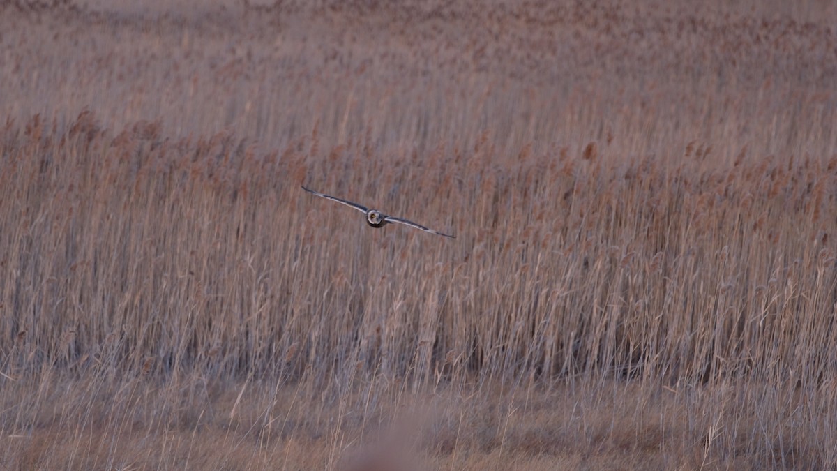 コミミズク - ML646205045