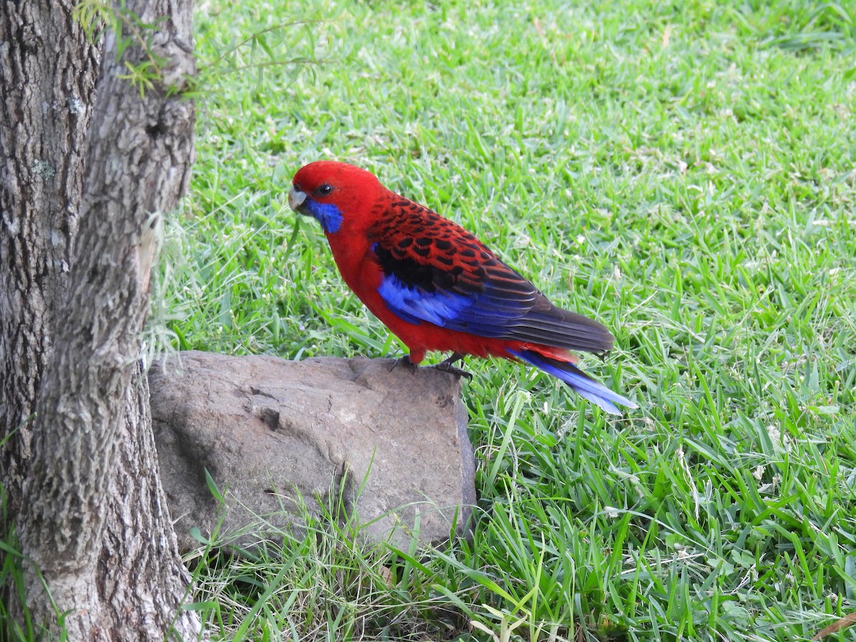 アカクサインコ - ML646205046