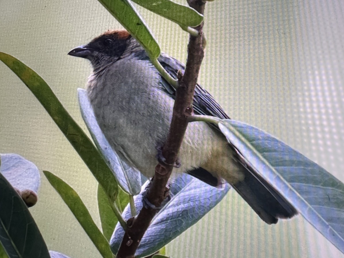 ギンミドリフウキンチョウ - ML646205052