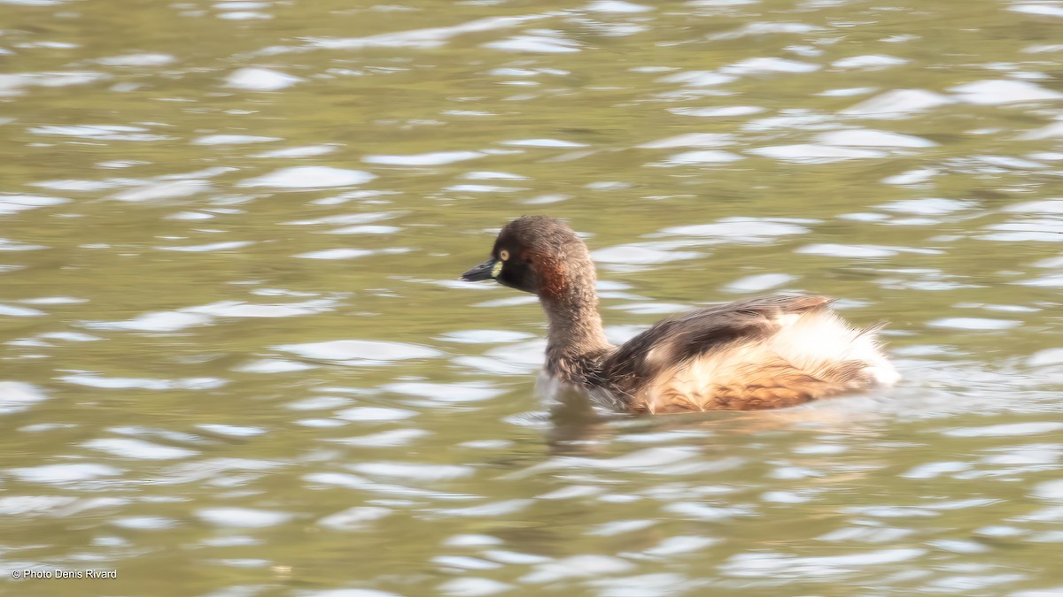 ノドグロカイツブリ - ML646205053