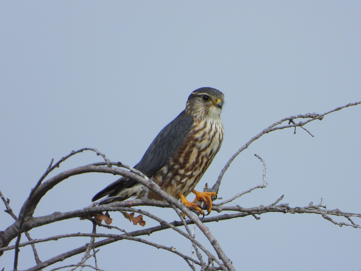 コチョウゲンボウ - ML646205054