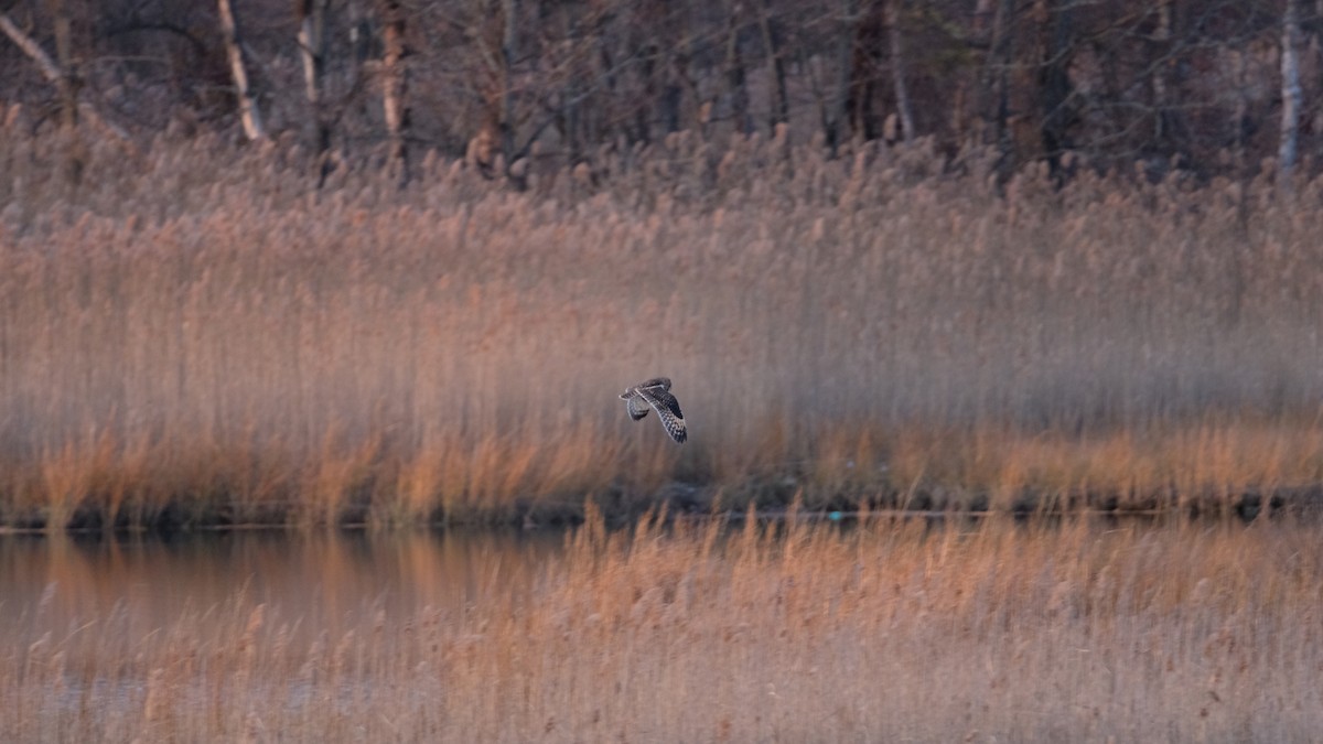 コミミズク - ML646205055