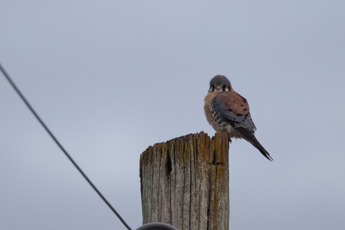 アメリカチョウゲンボウ - ML646205056