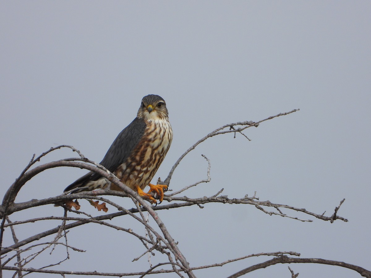 コチョウゲンボウ - ML646205058