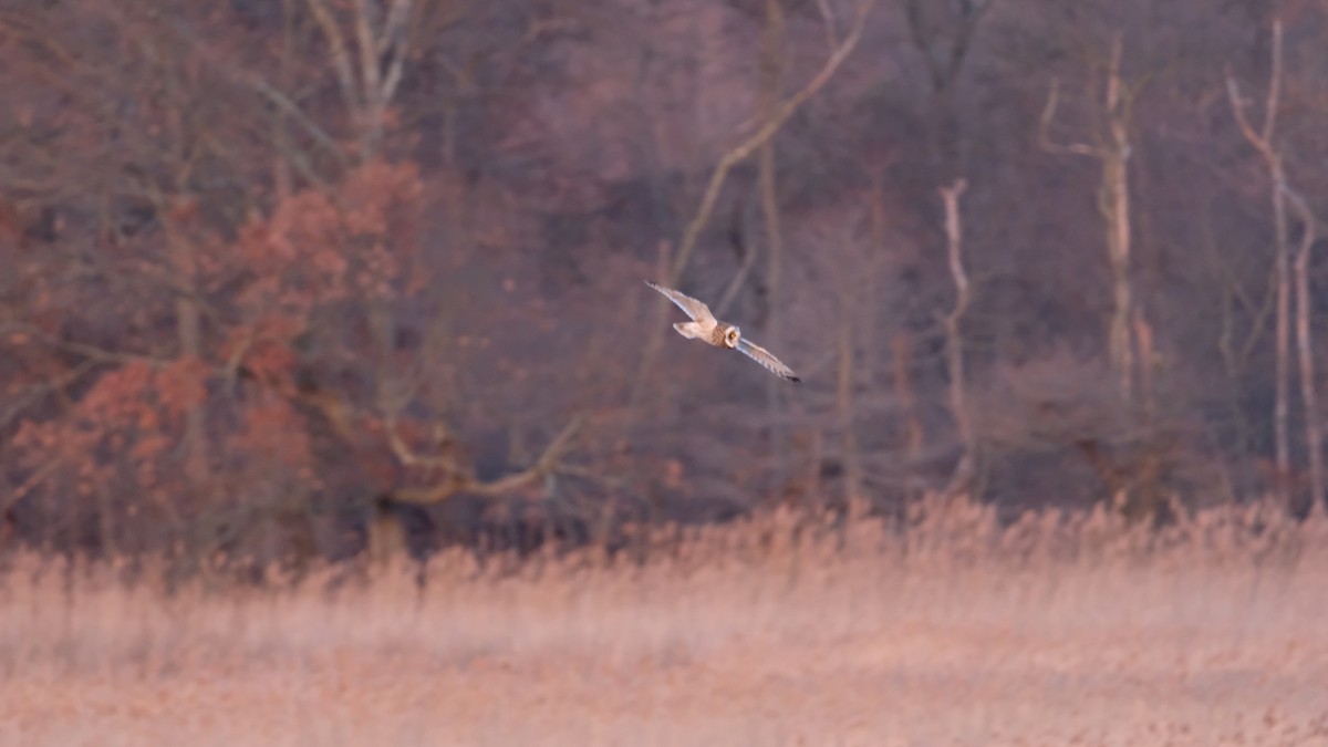 コミミズク - ML646205065