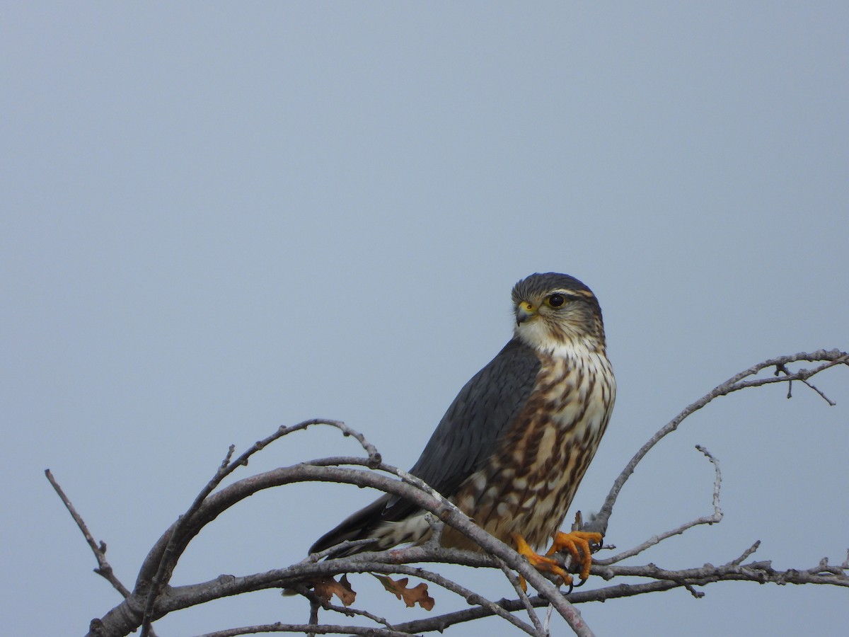 コチョウゲンボウ - ML646205066