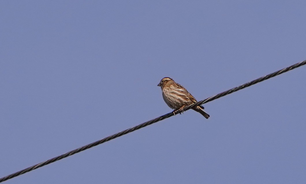 イワスズメ - ML646205067