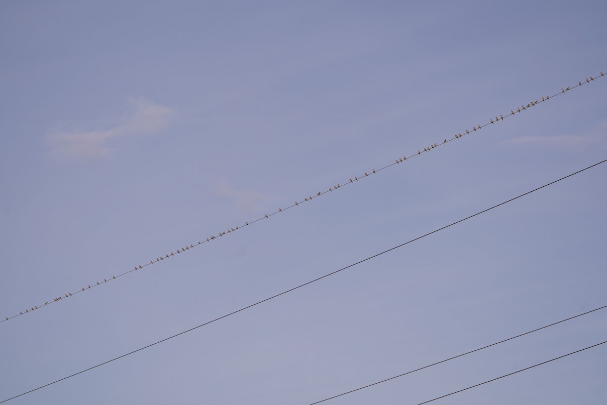 イワスズメ - ML646205068