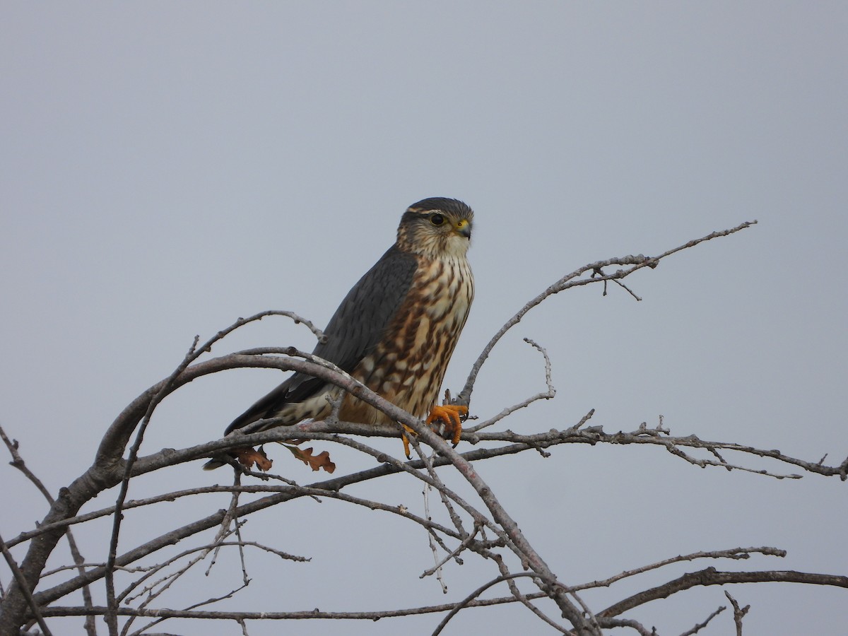 コチョウゲンボウ - ML646205071