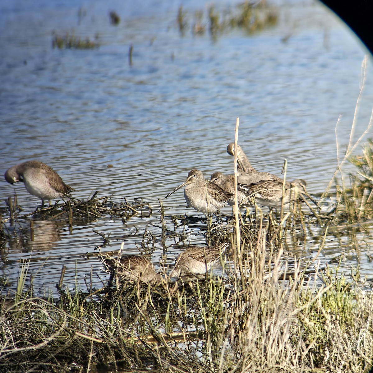 オオハシシギ - ML646205072