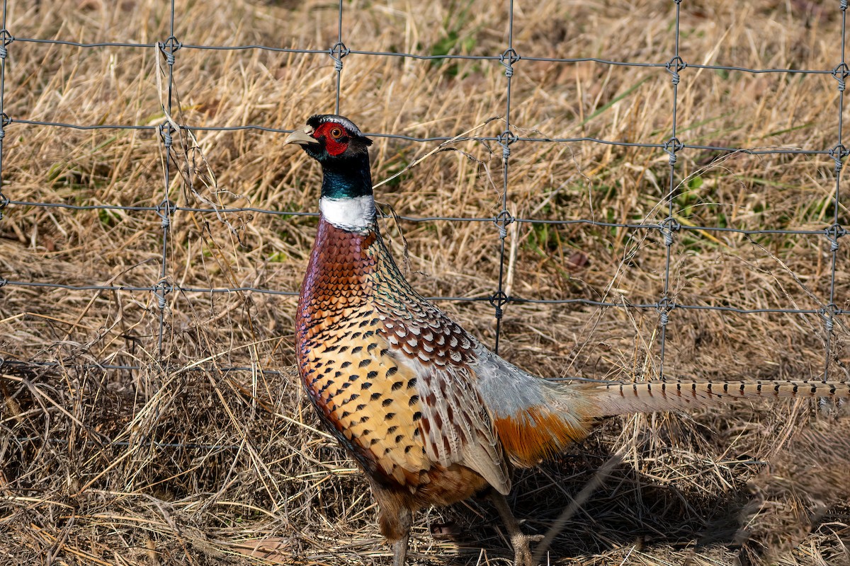 コウライキジ - ML646205075