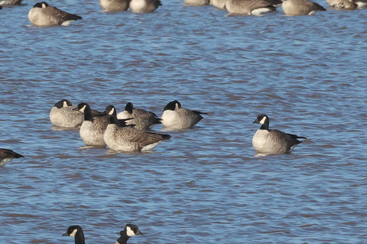 シジュウカラガン（hutchinsii） - ML646205076