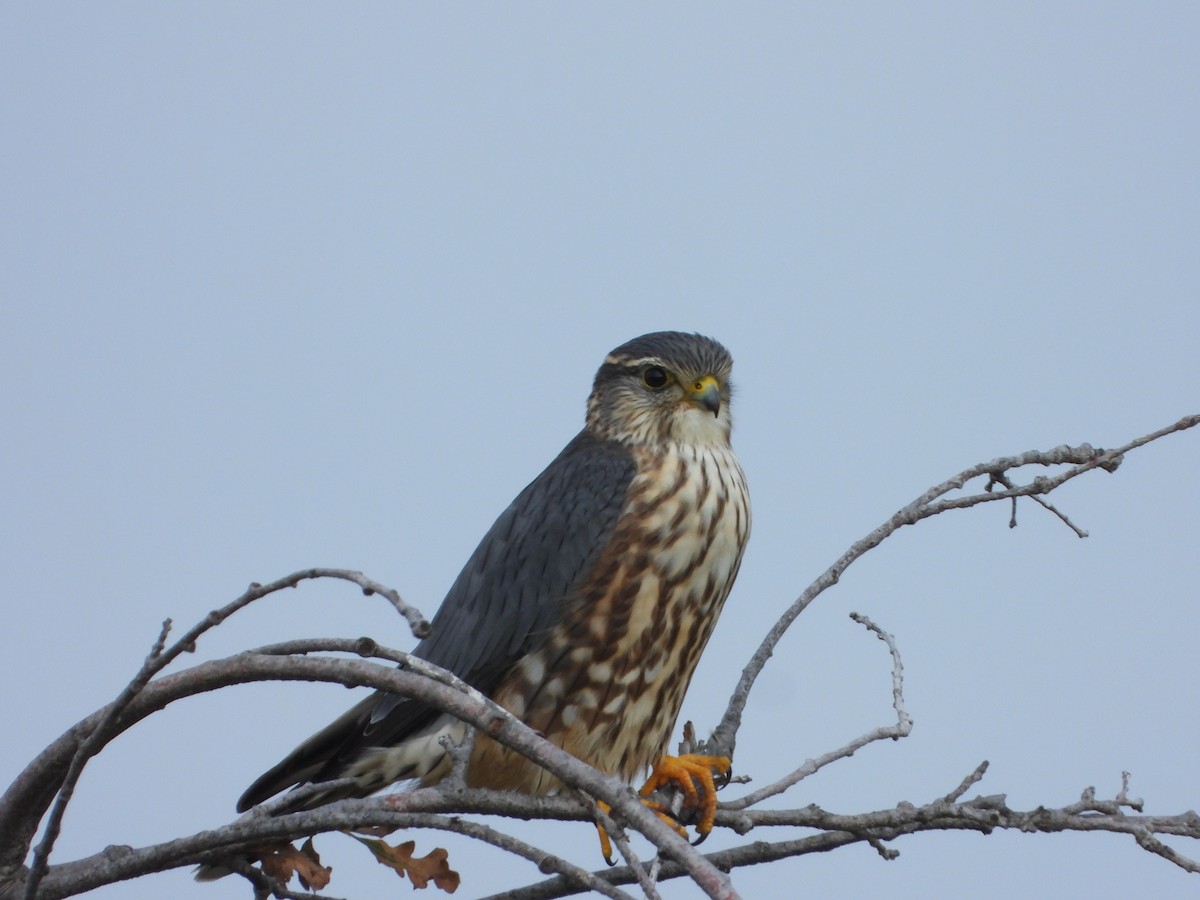 コチョウゲンボウ - ML646205077