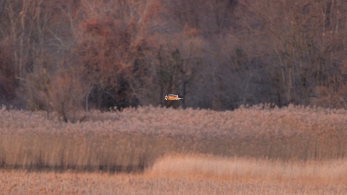 Short-eared Owl - ML646205078