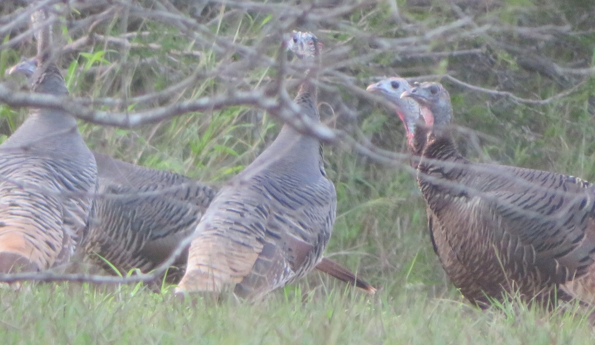 シチメンチョウ - ML646205079