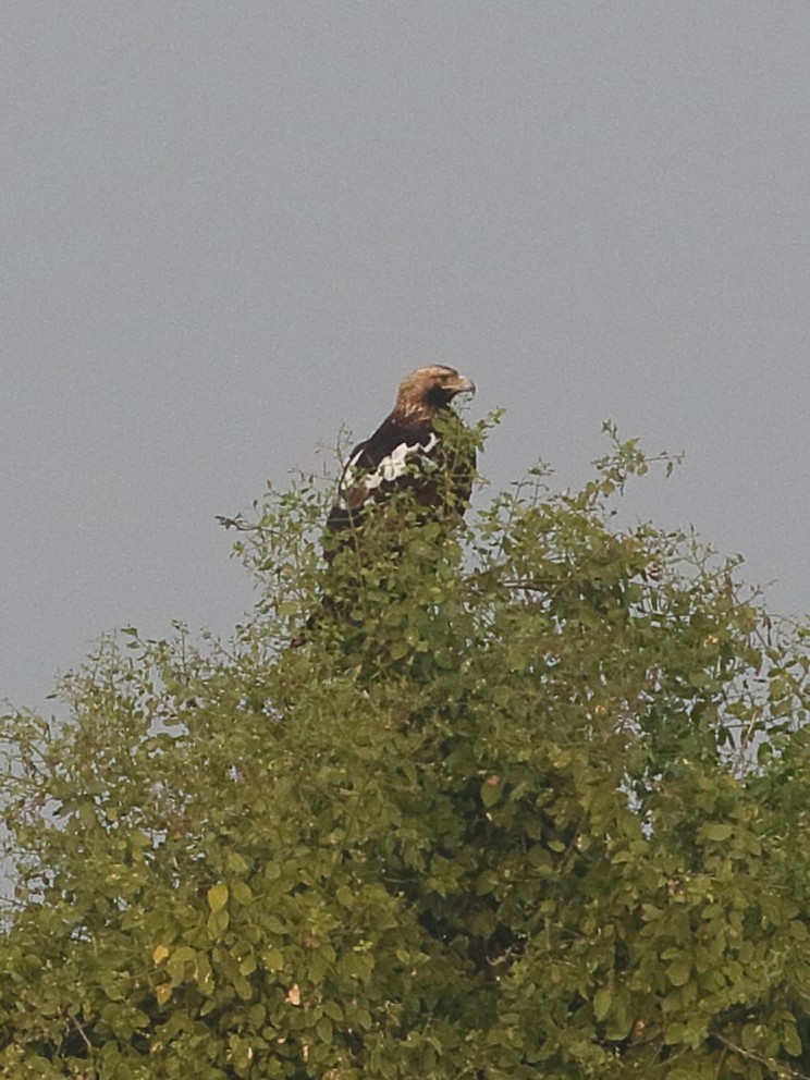 カタシロワシ - ML646205080