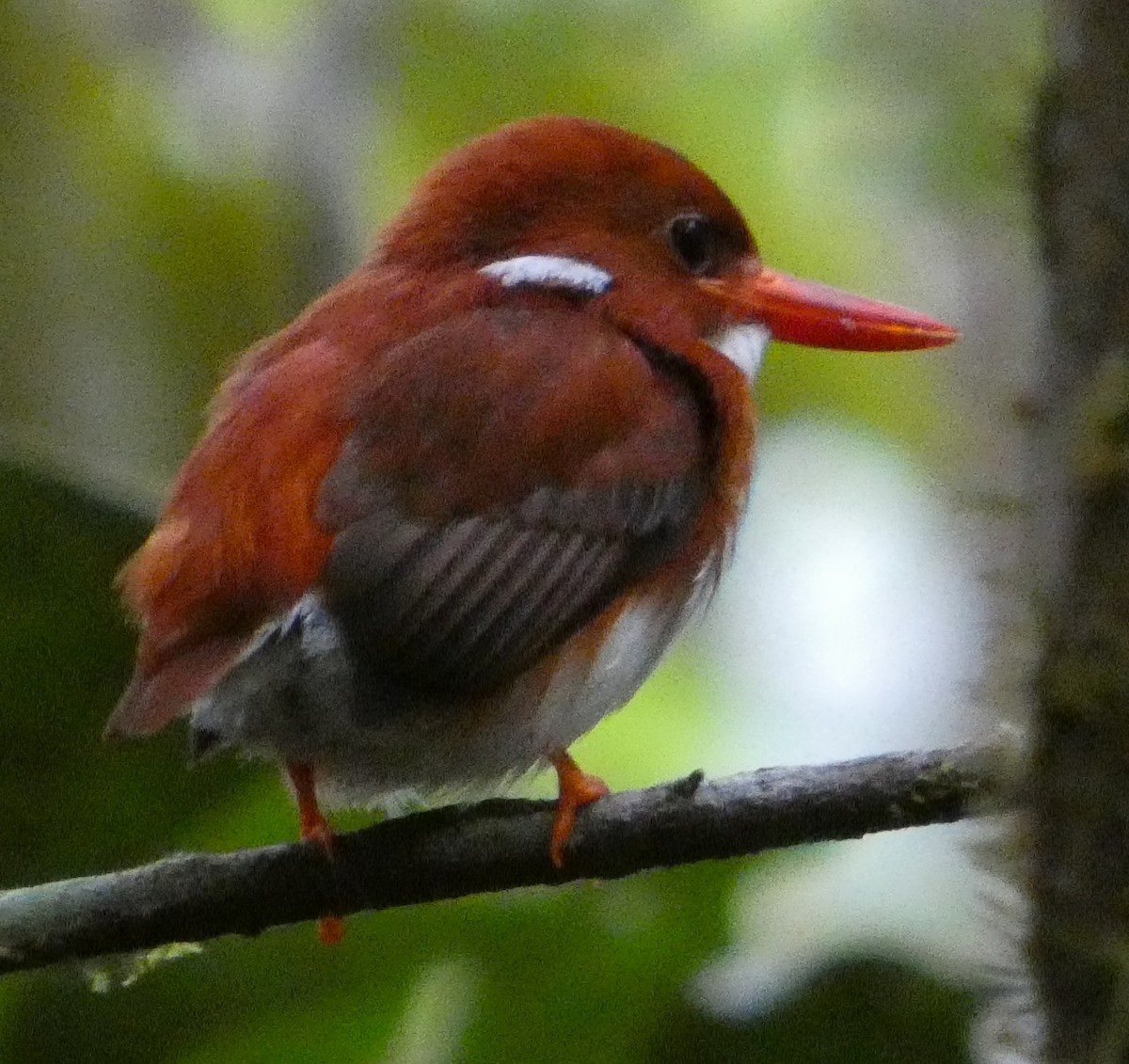 マダガスカルヒメショウビン - ML646205081