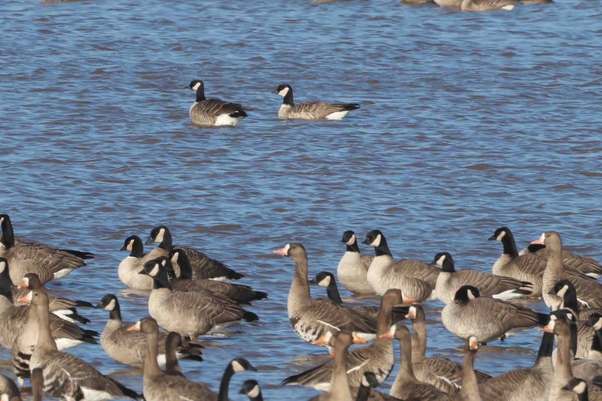 シジュウカラガン（hutchinsii） - ML646205082