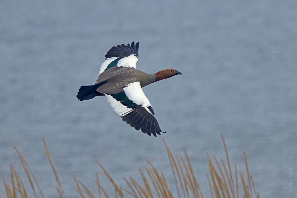 コバシガン - ML646205083