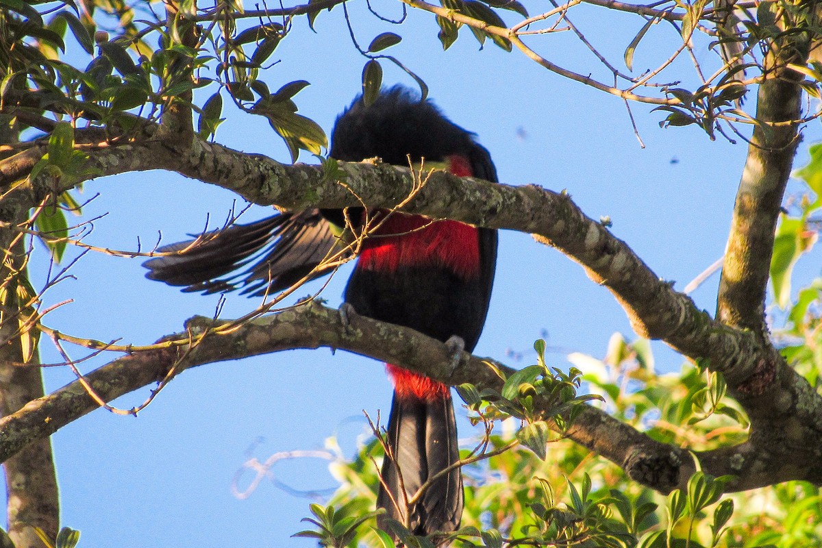 アオハシヒムネオオハシ - ML646205084