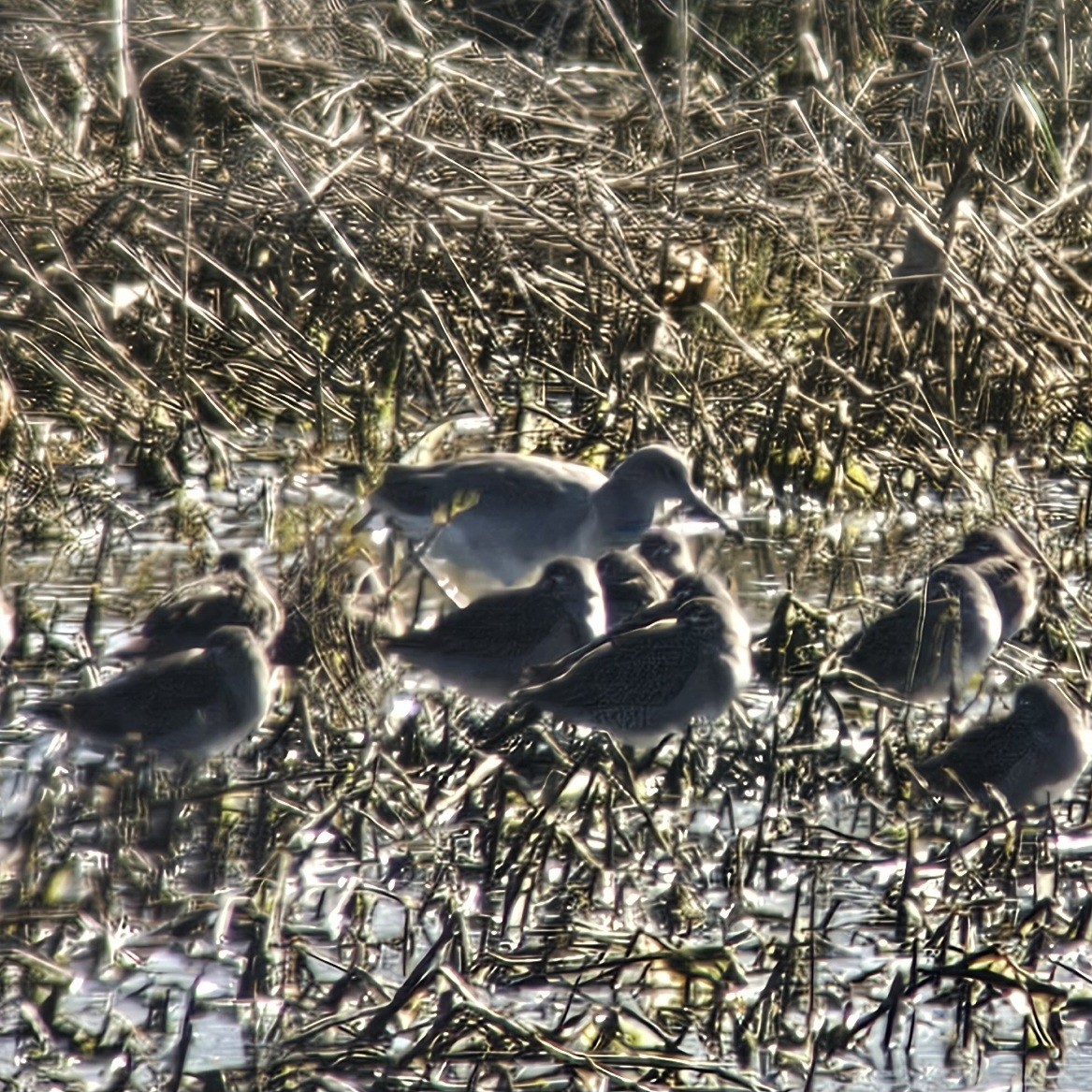 Willet - ML646205086