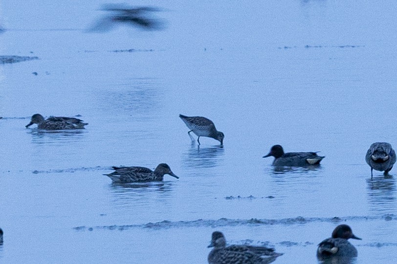 Limnodromo indeterminato - ML646205088