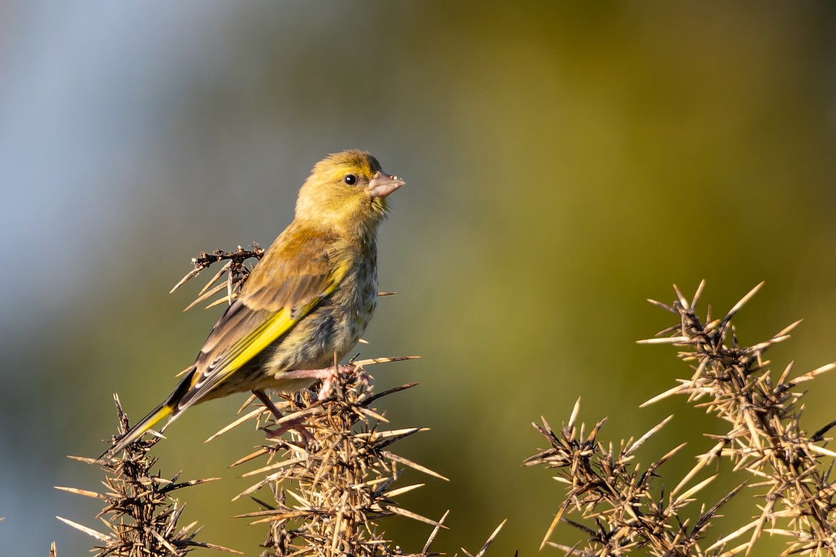 zvonek zelený - ML646205091