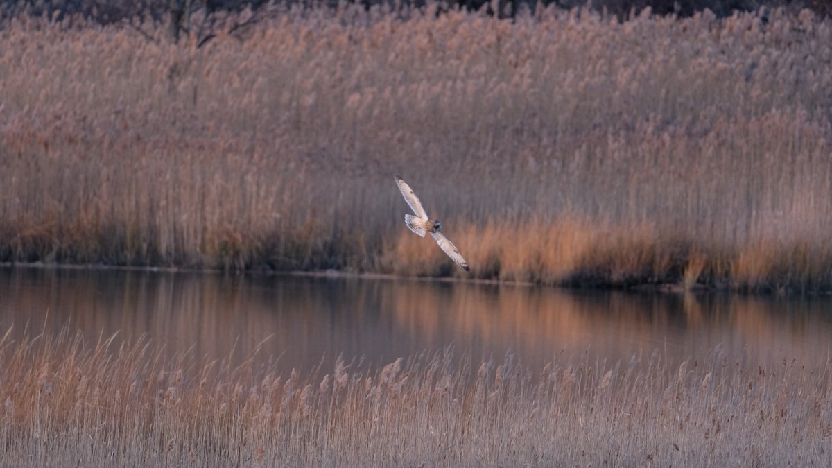 Short-eared Owl - ML646205092