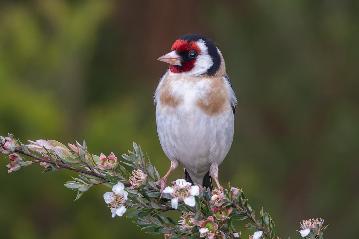 stehlík obecný - ML646205097