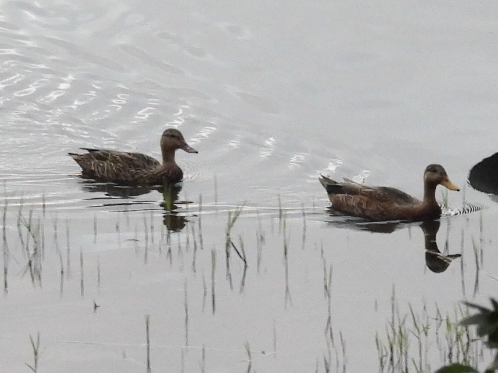 雑種 マガモ ｘ マダラガモ - ML646205098