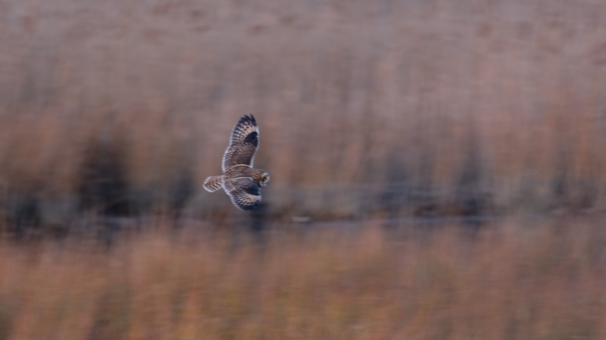 Short-eared Owl - ML646205099