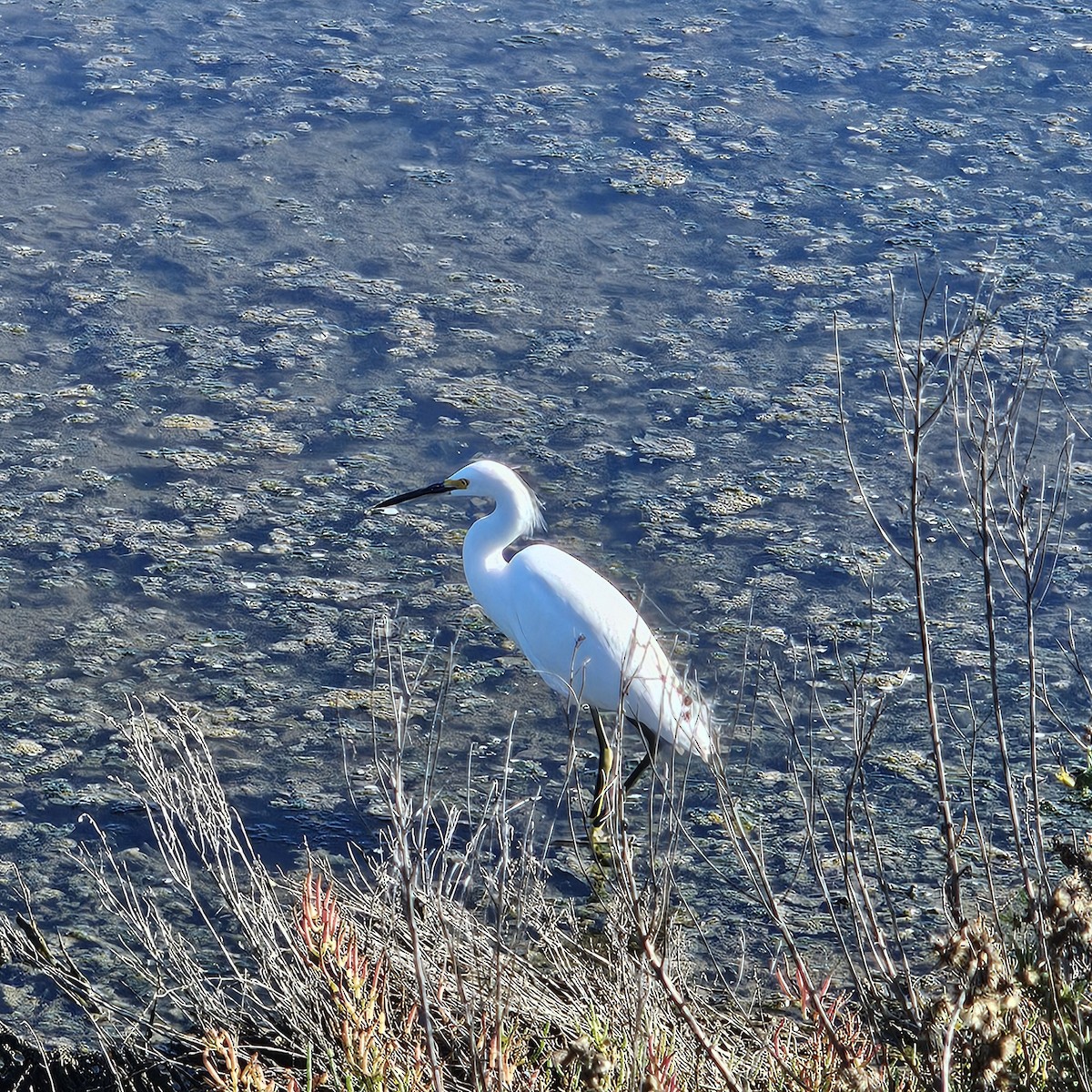 Snowy Egret - ML646205103